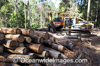 Logging machinery Photo - Gary Bell
