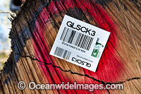 Havested log at Logging Site Photo - Gary Bell