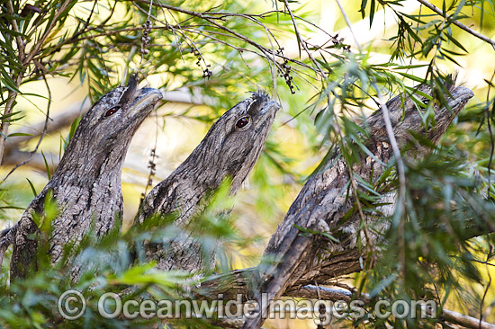 Marbled Frogmouth Podargus ocellatus photo Marbled Frogmouth Podargus ocellatus photo