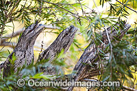 Marbled Frogmouth Podargus ocellatus Photo - Gary Bell