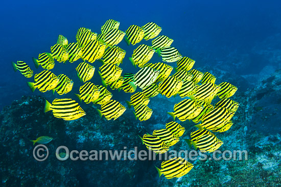 Stripey Microcanthus strigatus photo