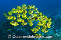 Stripey Microcanthus strigatus Photo - Gary Bell