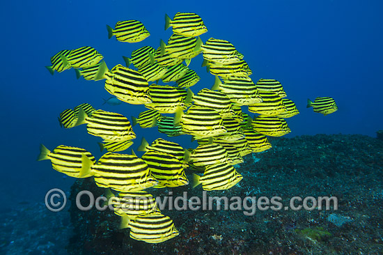 Stripey Coffs Harbour photo