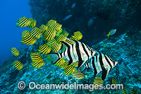 Coffs Harbour fish and reef Photo - Gary Bell