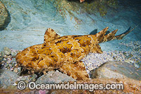Banded Wobbegong Shark Coffs Harbour Photo - Gary Bell