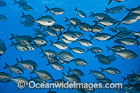 Sweep Scorpis lineolata Photo - Gary Bell