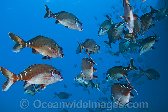 Red Morwong Cheilodactylus fuscus photo Red Morwong Cheilodactylus fuscus photo