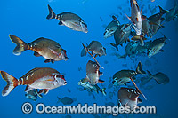 Red Morwong Cheilodactylus fuscus Photo - Gary Bell