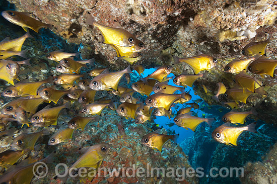 Black-tipped Bullseye Pempheris affinis photo Black-tipped Bullseye Pempheris affinis photo