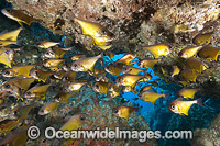 Black-tipped Bullseye Pempheris affinis Photo - Gary Bell