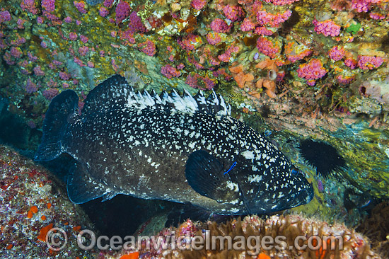 Black Cod Epinephelus daemelii photo Black Cod Epinephelus daemelii photo