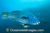 Eastern Blue Groper Achoerodus viridis Photo - Gary Bell