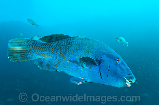 Eastern Blue Groper Solitary Islands photo