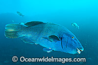Eastern Blue Groper Solitary Islands Photo - Gary Bell