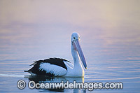 Australian Pelican on Menindee Lake Photo - Gary Bell