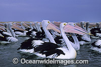 Australian Pelican on Menindee Lake Photo - Gary Bell