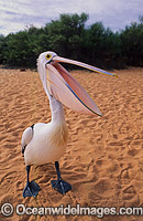 Australian Pelican Photo - Gary Bell