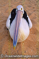Australian Pelican Photo - Gary Bell