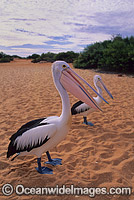 Australian Pelican Photo - Gary Bell