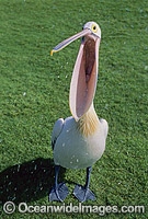 Australian Pelican Photo - Gary Bell