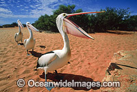 Australian Pelican Photo - Gary Bell