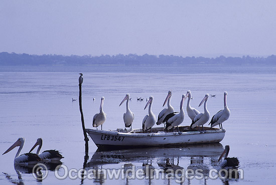 Australian Pelicans resting on boat photo Australian Pelicans resting on boat photo