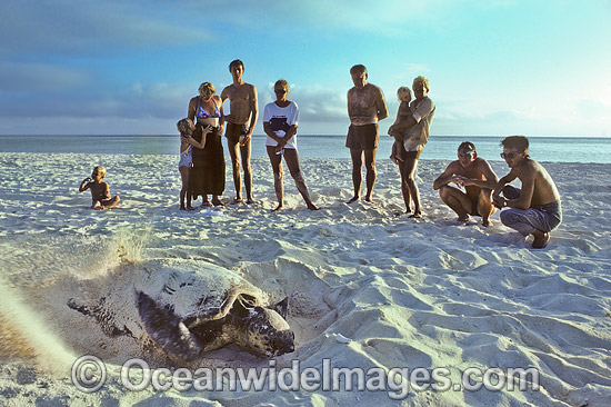 Loggerhead Sea Turtle nesting in breeding season photo Loggerhead Sea Turtle nesting in breeding season photo