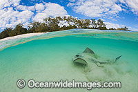 Cowtail Stingray emerging from sand Photo - Gary Bell
