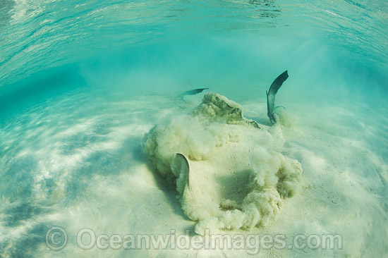 Cowtail Stingray emerging from sand photo Cowtail Stingray emerging from sand photo