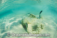 Cowtail Stingray emerging from sand Photo - Gary Bell