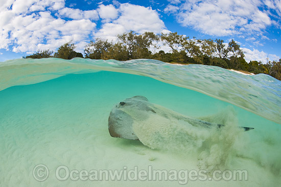Cowtail Stingray Great Barrier Reef photo Cowtail Stingray Great Barrier Reef photo