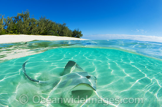 Cowtail Stingray at Heron Island photo Cowtail Stingray at Heron Island photo