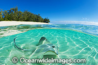 Cowtail Stingray at Heron Island Photo - Gary Bell