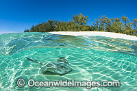 Cowtail Stingray Pastinachus sephen Photo - Gary Bell