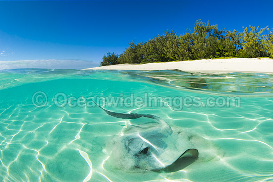 Cowtail Stingray emerging from sand photo Cowtail Stingray emerging from sand photo