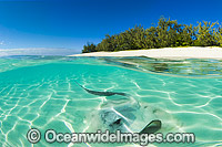 Cowtail Stingray emerging from sand Photo - Gary Bell