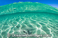 Pink Whiprays Himantura fai Photo - Gary Bell