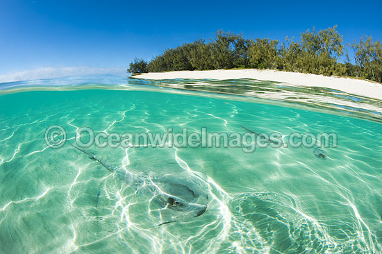 Cowtail Stingray emerging from sand photo Cowtail Stingray emerging from sand photo