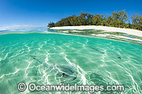 Cowtail Stingray emerging from sand Photo - Gary Bell