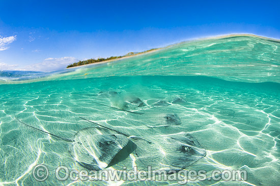 Pink Whiprays camouflaged in sand photo