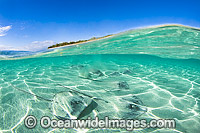 Pink Whiprays camouflaged in sand Photo - Gary Bell