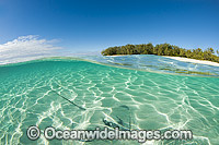 Pink Whiprays Himantura fai Photo - Gary Bell