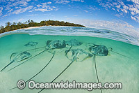 Pink Whiprays camouflaged in sand Photo - Gary Bell