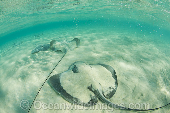 Pink Whiprays Great Barrier Reef photo Pink Whiprays Great Barrier Reef photo