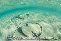 Pink Whiprays Great Barrier Reef Photo - Gary Bell