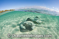 Pink Whiprays Great Barrier Reef Photo - Gary Bell