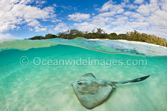 Cowtail Stingray at Heron Island photo