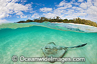 Cowtail Stingray at Heron Island Photo - Gary Bell