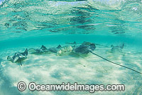 Pink Whiprays Himantura fai Photo - Gary Bell