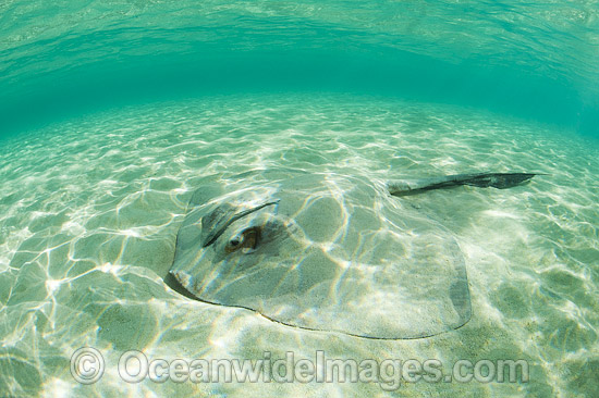 Cowtail Stingray emerging from sand photo
